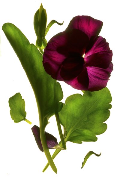 Pansy Purple by Julia McLemore